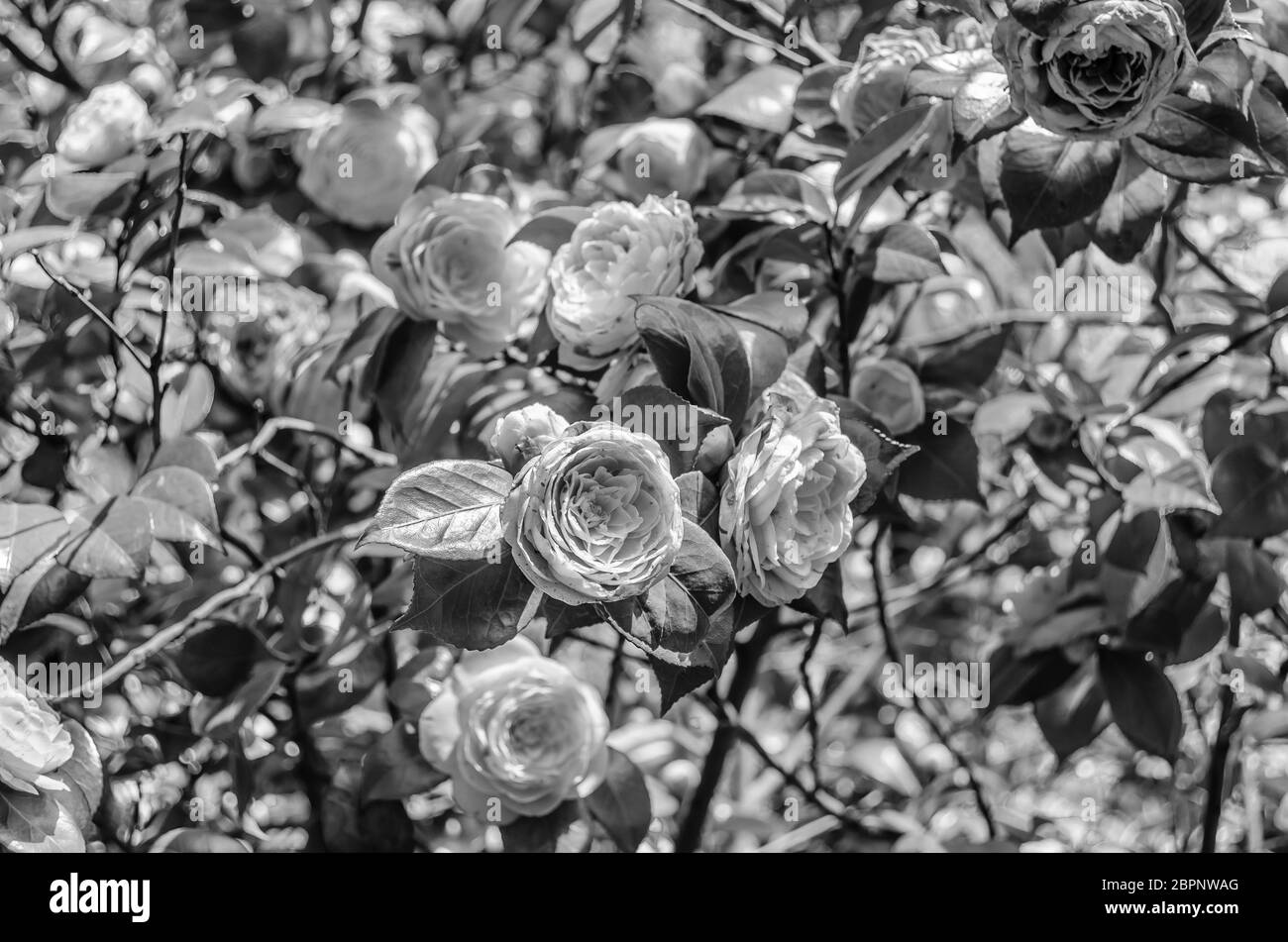 Fleurs Camelia en fleurs au printemps en Galice, dans le nord de l'Espagne Banque D'Images