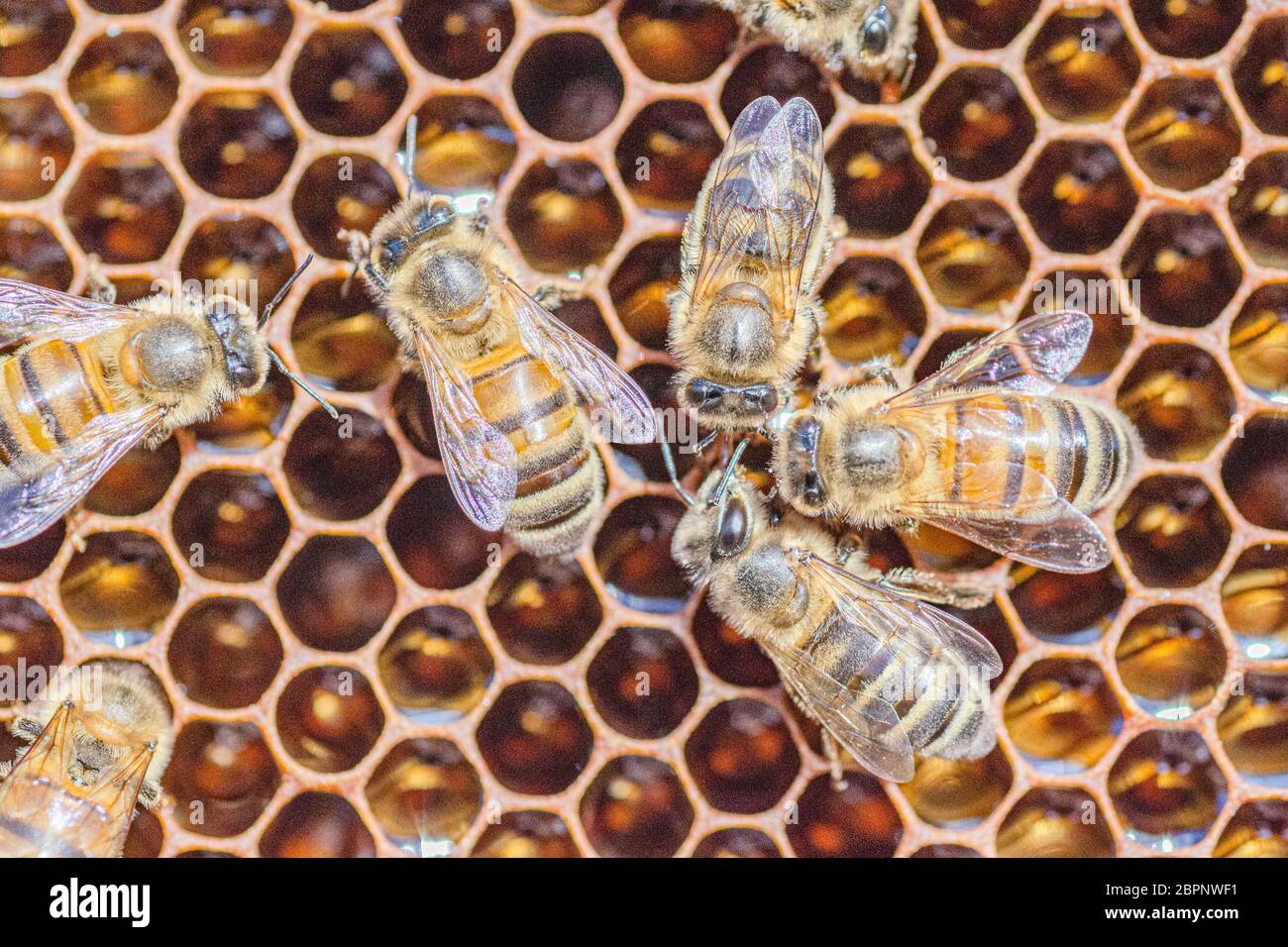 gros plan des abeilles mellifères sur nid d'abeille dans l'apier en été Banque D'Images