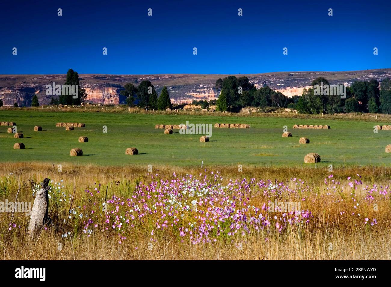 État libre de terres agricoles, balles de foin, cosmos, Afrique du Sud Banque D'Images