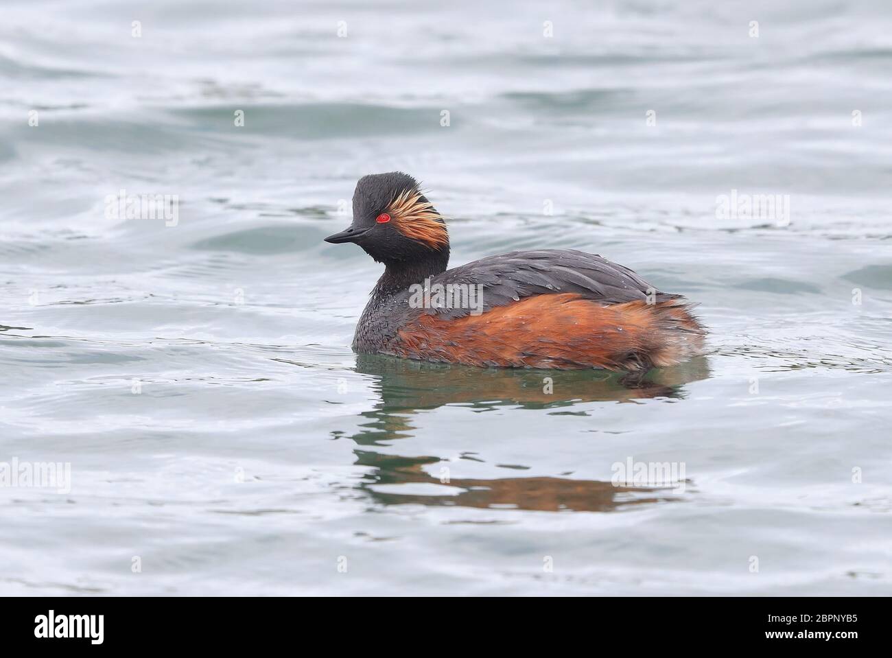 Grebe à col noir adulte dans un plumage de reproduction complet Banque D'Images