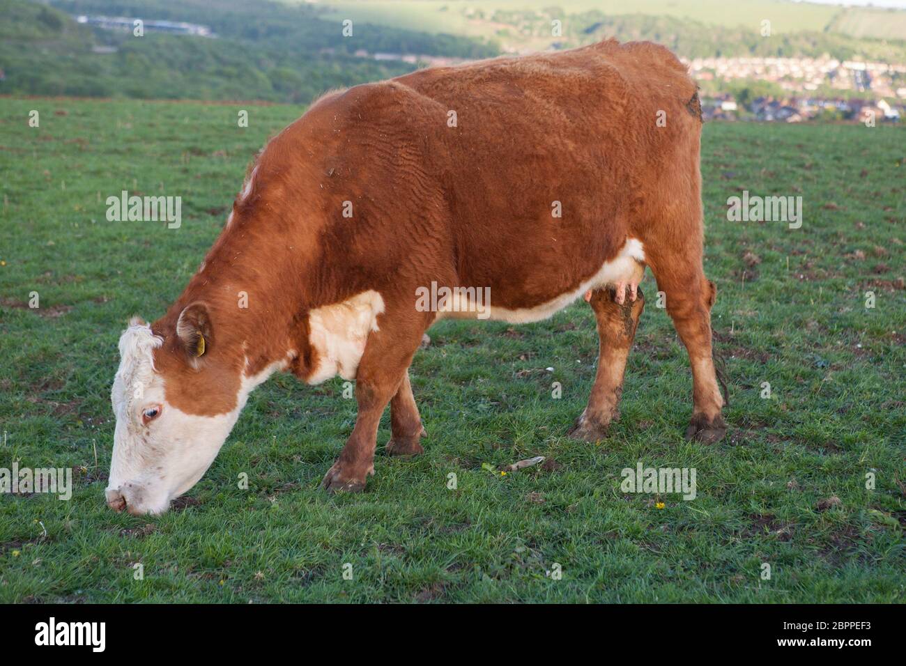 La vache laitière d'Ayrshire paître dans les South Downs à Sussex Banque D'Images