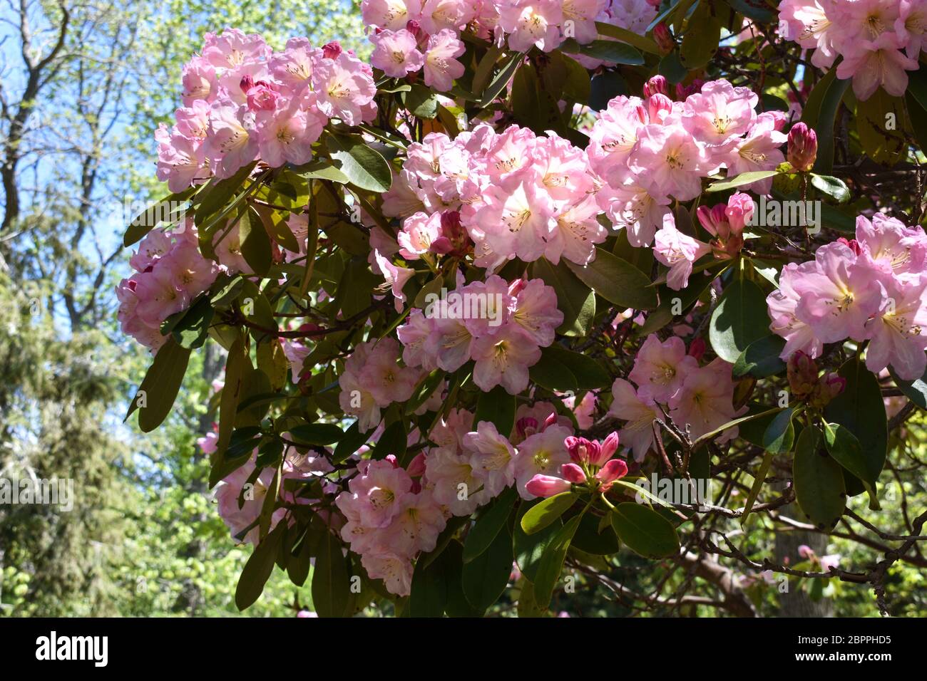 Rhododendrons roses sur Cape Cod, Massachusetts Banque D'Images