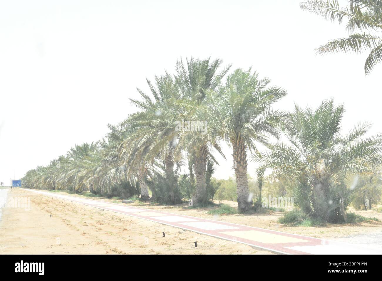 Les palmiers dattiers ont une place importante dans l'agriculture avancée du désert au Moyen-Orient Banque D'Images