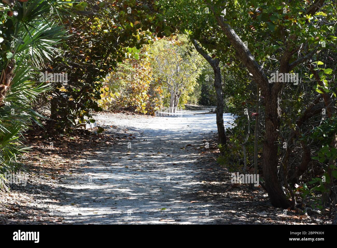 Canopée naturelle de croissance d'arbres sur le chemin de Leffis Key sur l'île Anna Maria, Floride Banque D'Images