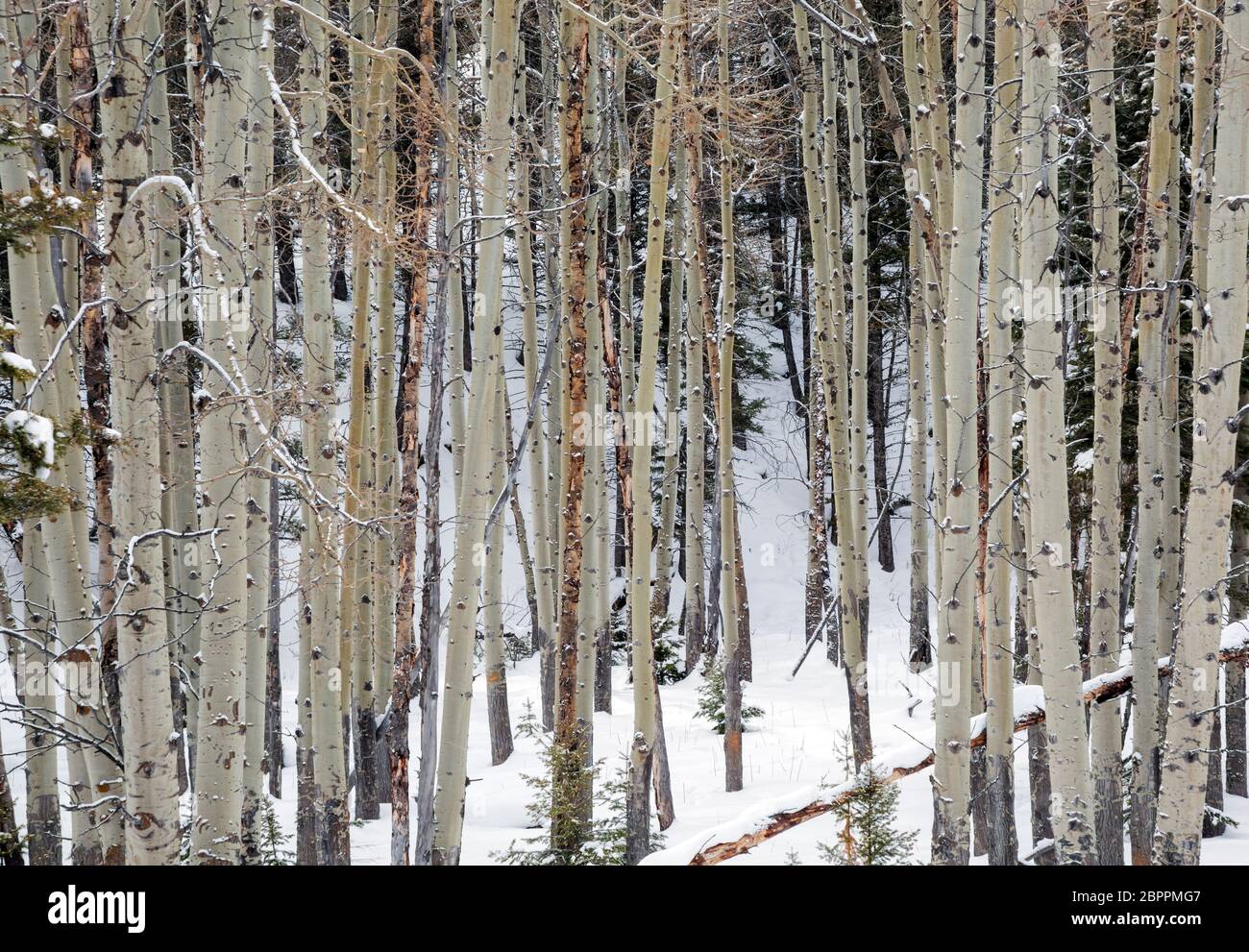 WY04456-00....WYOMING - bosquet d'encens dans la neige le long de la piste Howard Eaton dans le parc national de Yellowstone. Banque D'Images