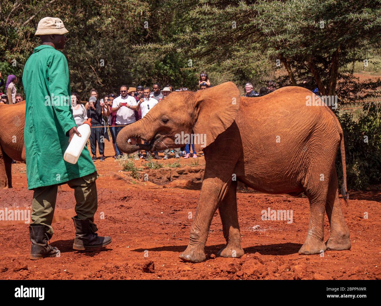 Les petits éléphants orphelins qui ont été sauvés pour être réhabilités à retourner dans la nature à la Sheldrick Wildlife Trust Banque D'Images