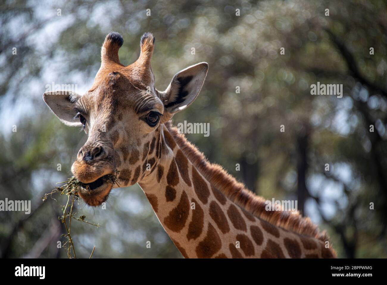 Rothschild Giraffe au Nairobi Giraffe Centre Banque D'Images