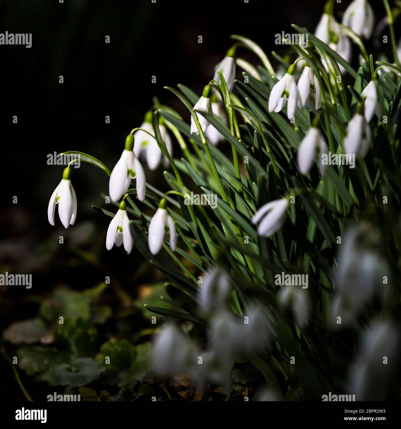 Fleurs de gouttes de neige Banque D'Images