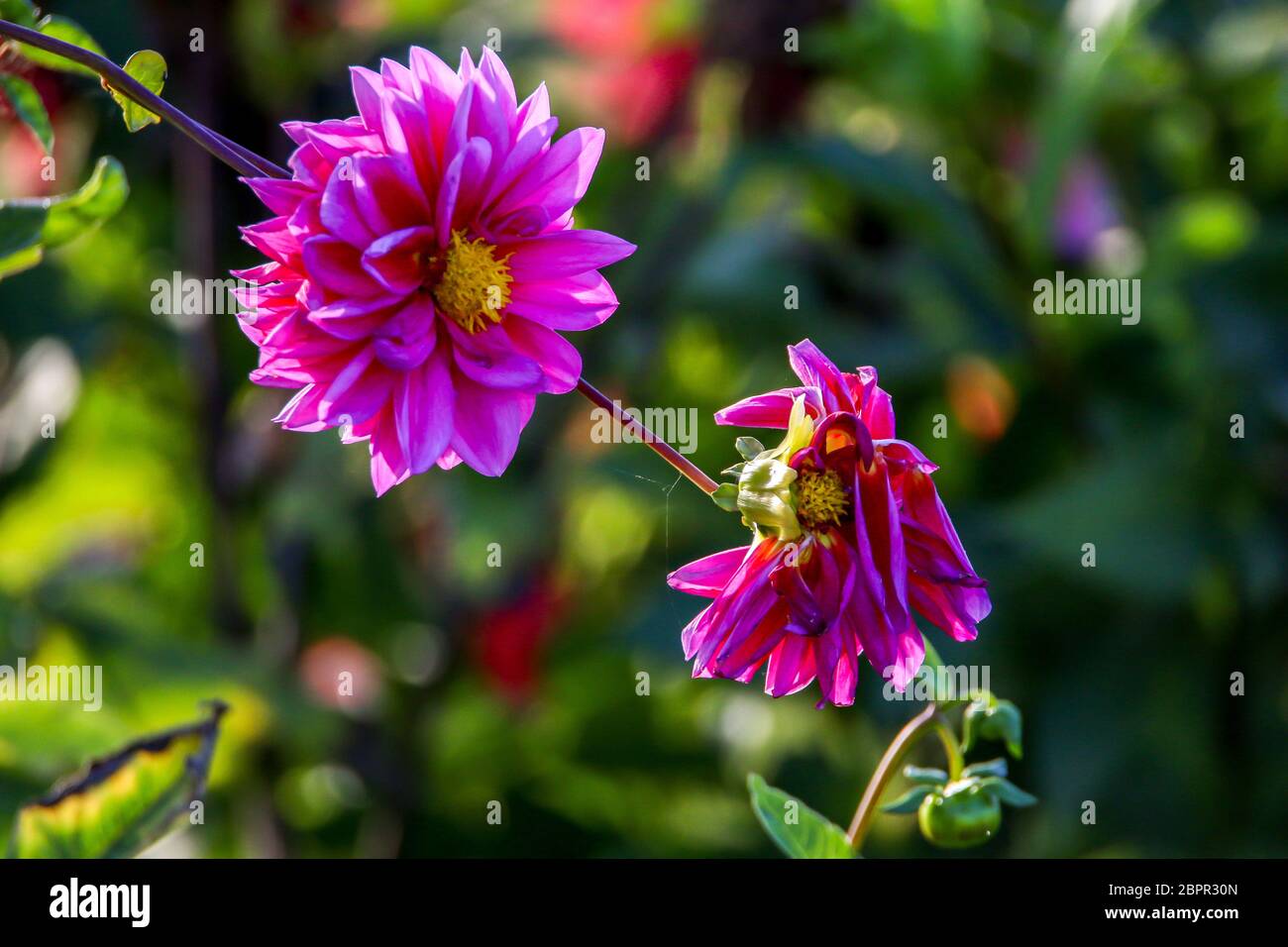 Dahlia rose avec fond en vert prairie. Le Dahlia est plante mexicaine de la famille, qui est cultivée pour son unique aux couleurs vives ou dou Banque D'Images