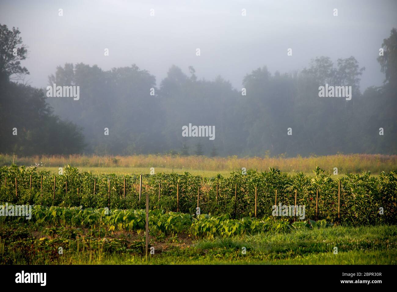 Paysage letton avec brouillard au-dessus du jardin. Paysage rural classique en Lettonie. La brume est de minuscules gouttelettes d'eau en suspension dans l'atmosphère à ou près de l'e Banque D'Images