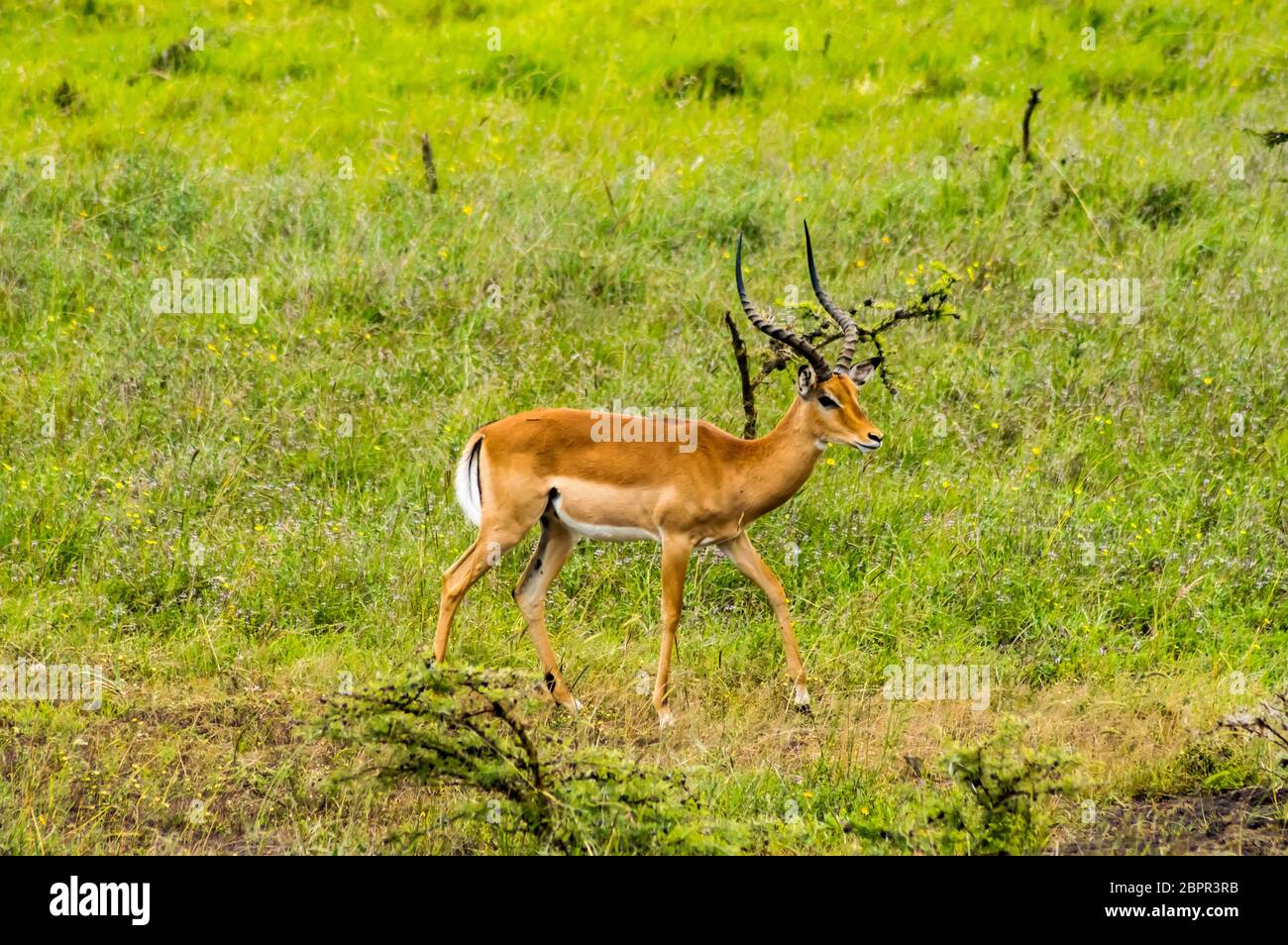 Impala mâle dans la savane du Parc au centre du Kenya Nairobi Banque D'Images