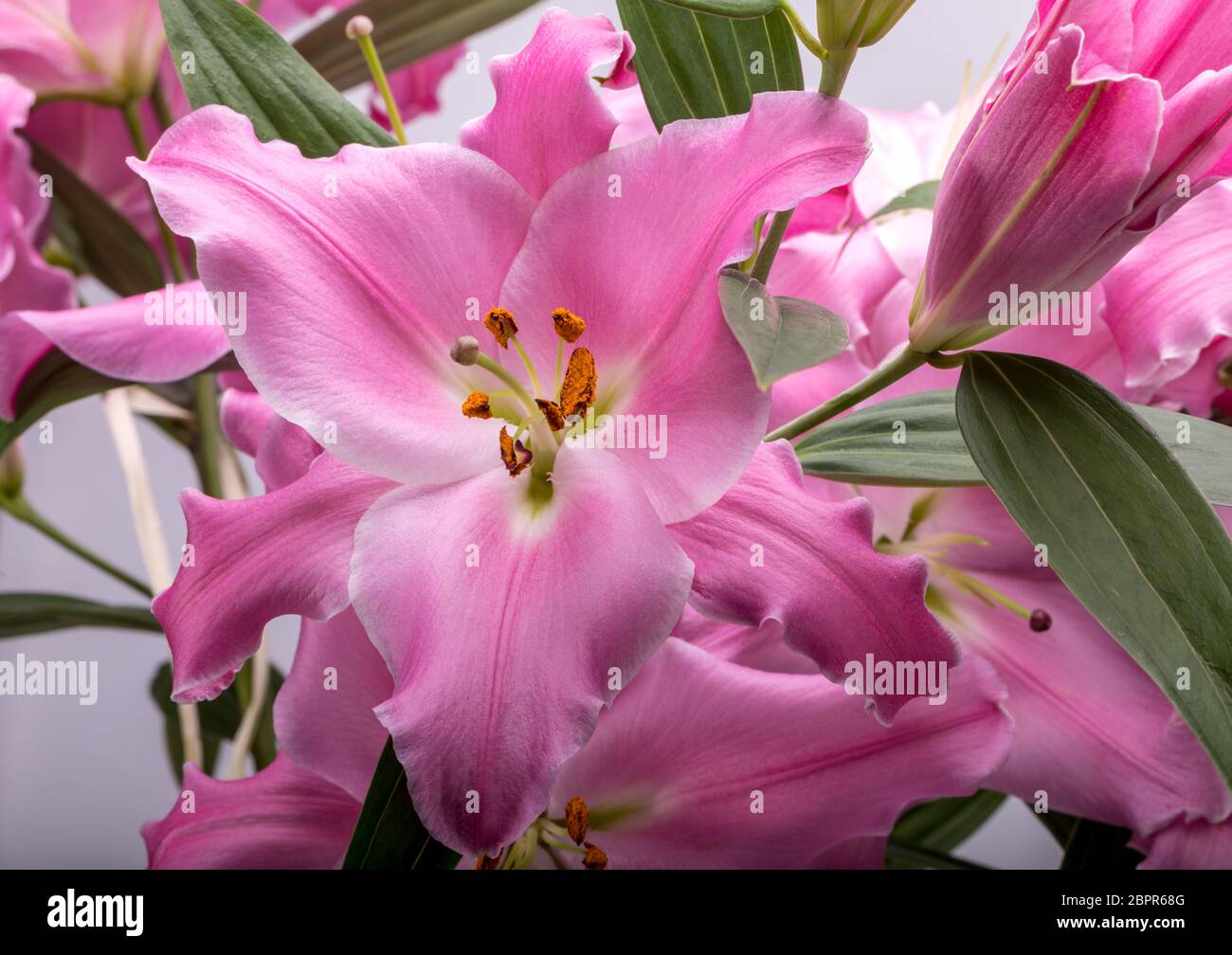 Close-up of pink liles de fleurs. Noms communs pour l'espèce de ce genre : fairy lily rainflower zephyr lily lily lily Atamasco magique et la pluie li Banque D'Images
