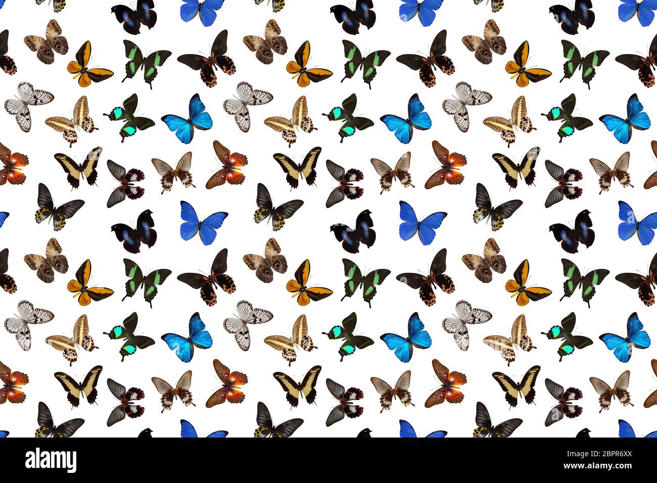motif papillon coloré sans couture sur fond blanc. Banque D'Images