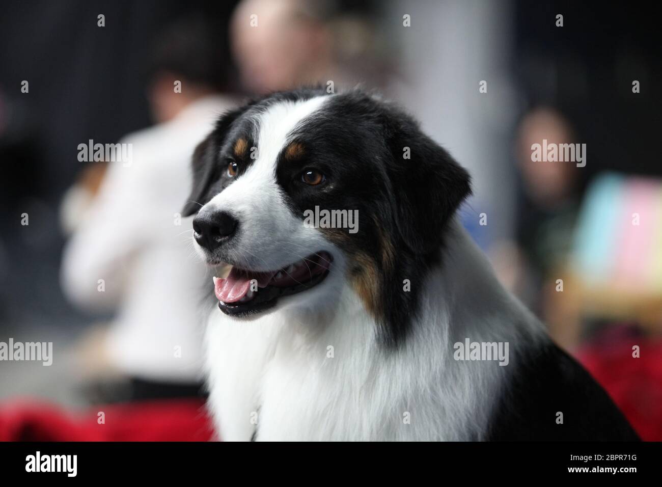 Border Collie regard intense, très intelligente Banque D'Images