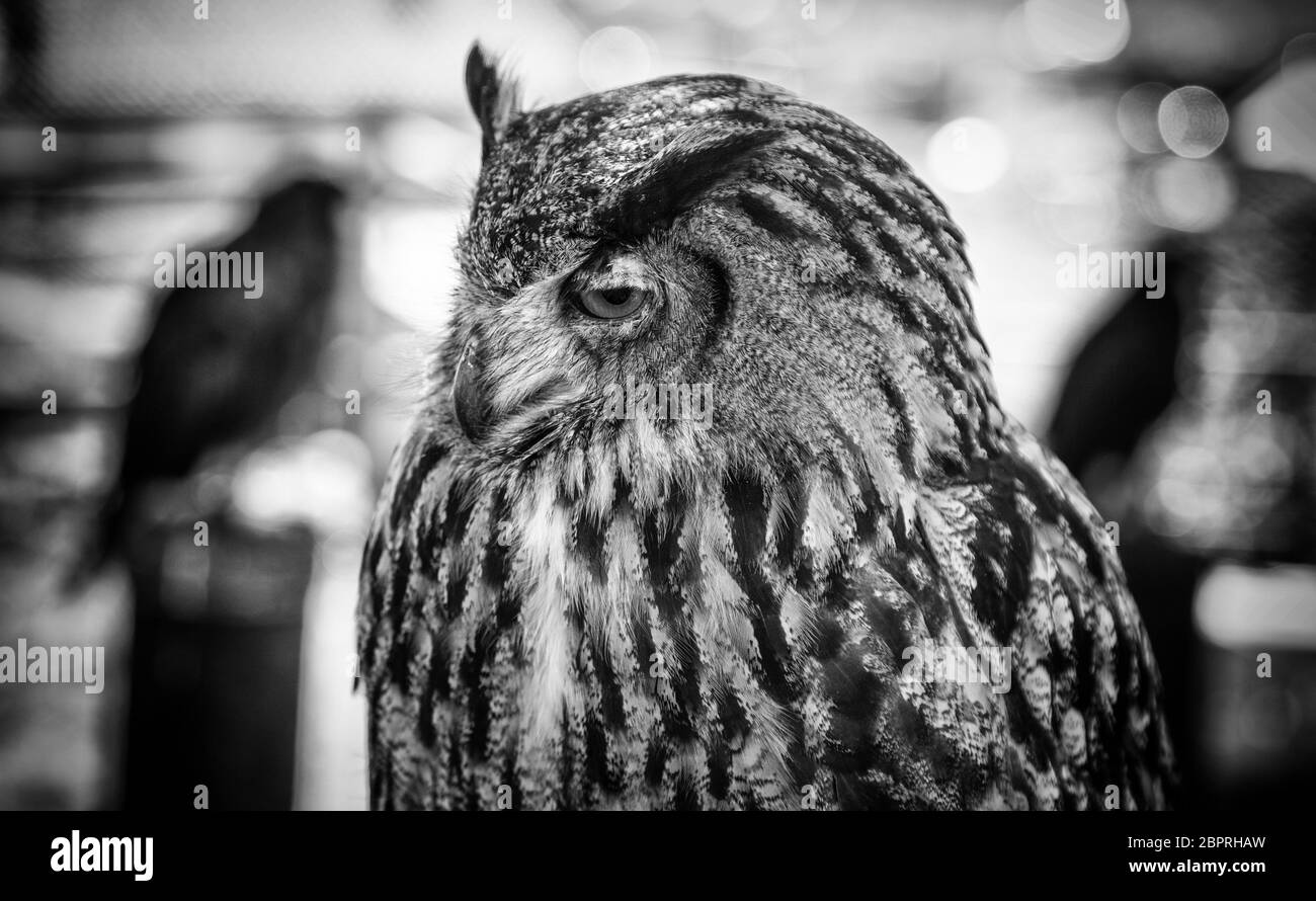 Owl formés sauvages, détail de grand oiseau Banque D'Images