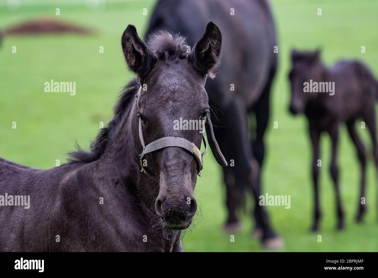 Poulains dans le pré. Kladrubian Black Horse. Banque D'Images