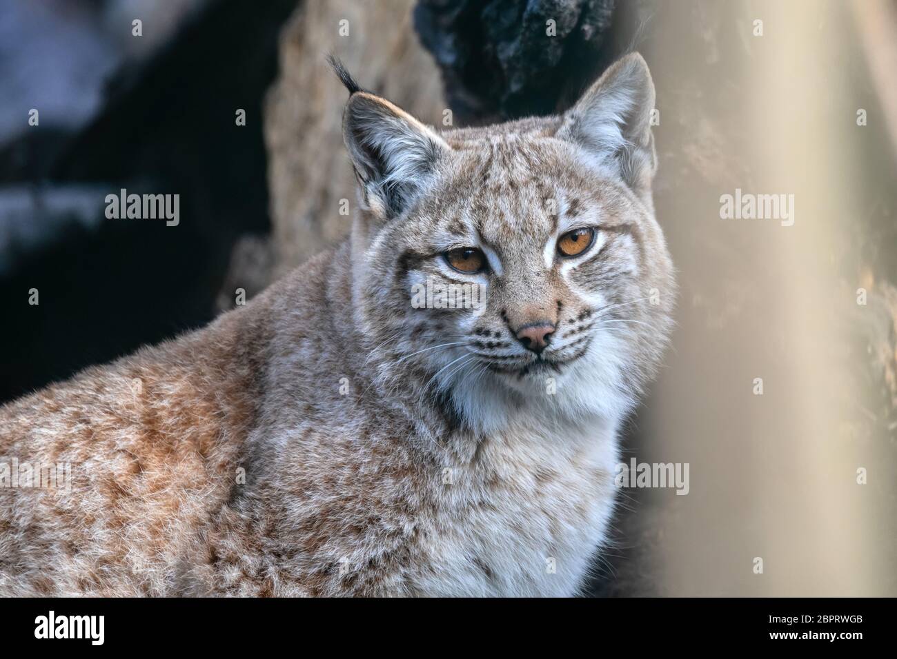 Le lynx eurasien (Lynx lynx) est un chat sauvage qui se produisent dans le Nord, l'Europe centrale et orientale à l'Asie centrale et la Sibérie, le Plat tibétain Banque D'Images