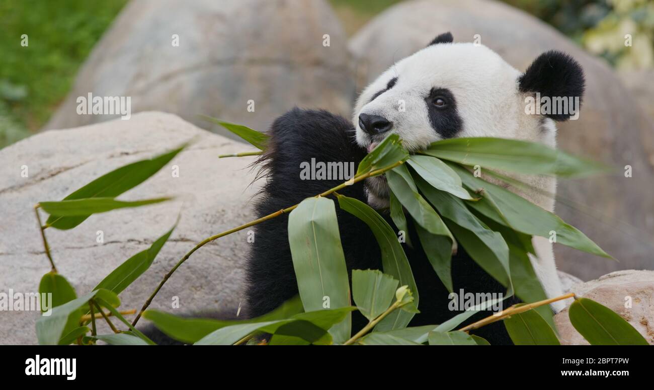 Panda mangez du bambou vert au parc du zoo Banque D'Images