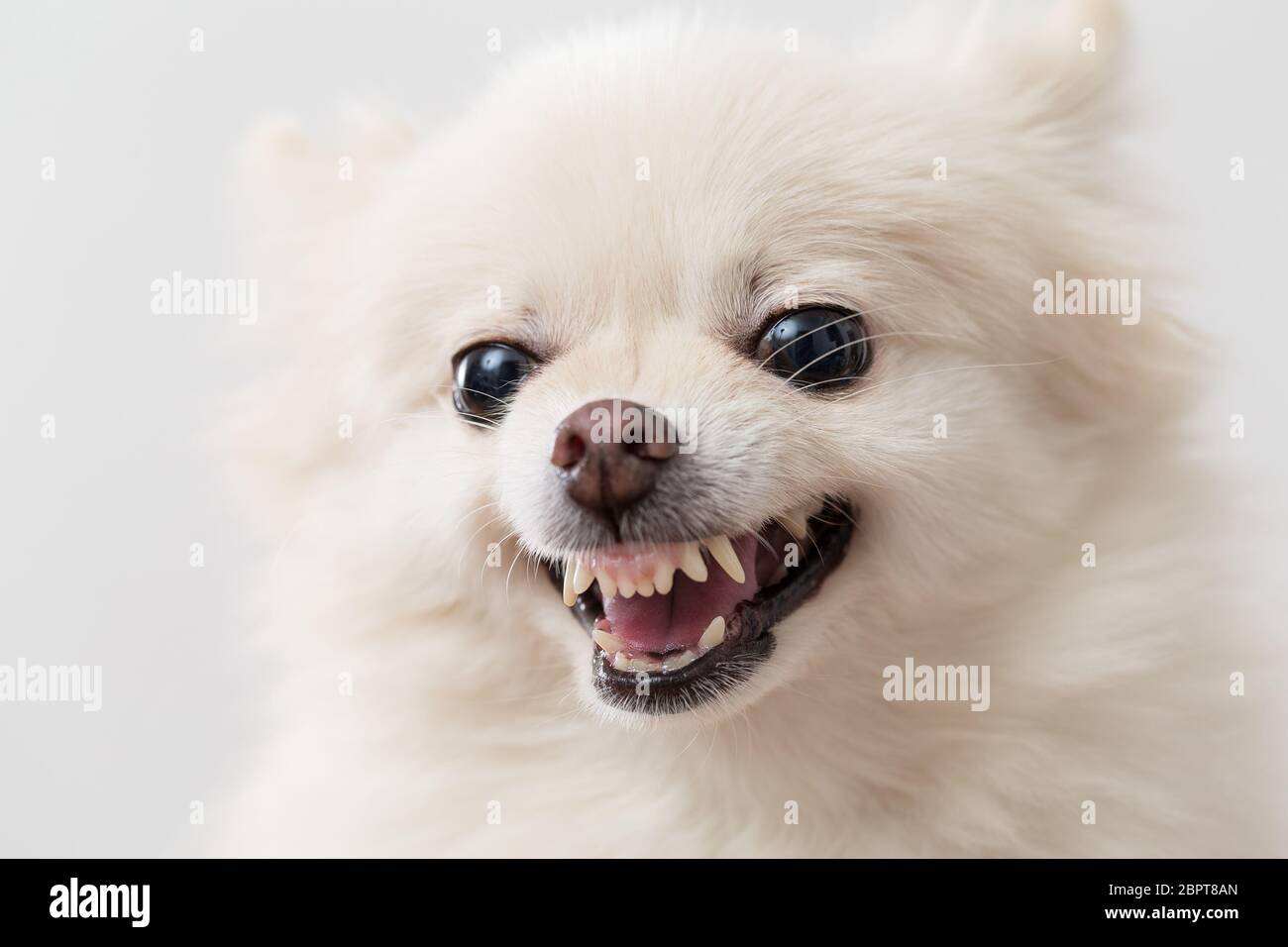 Chien blanc en colère de Poméranie Banque D'Images