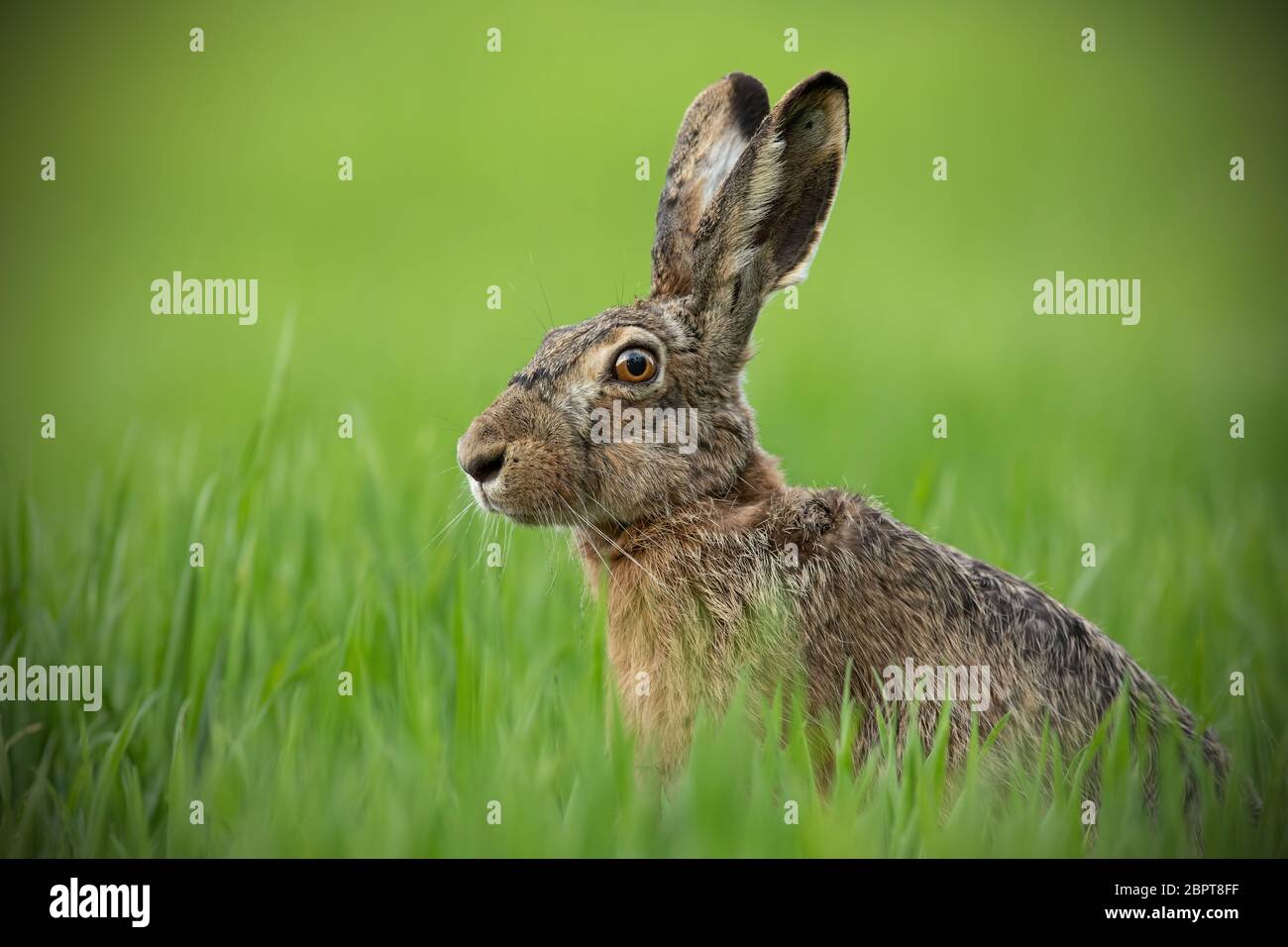 Portrait de lièvre brun clair avec fond vert floue. Lapin sauvage dans l'herbe. Banque D'Images