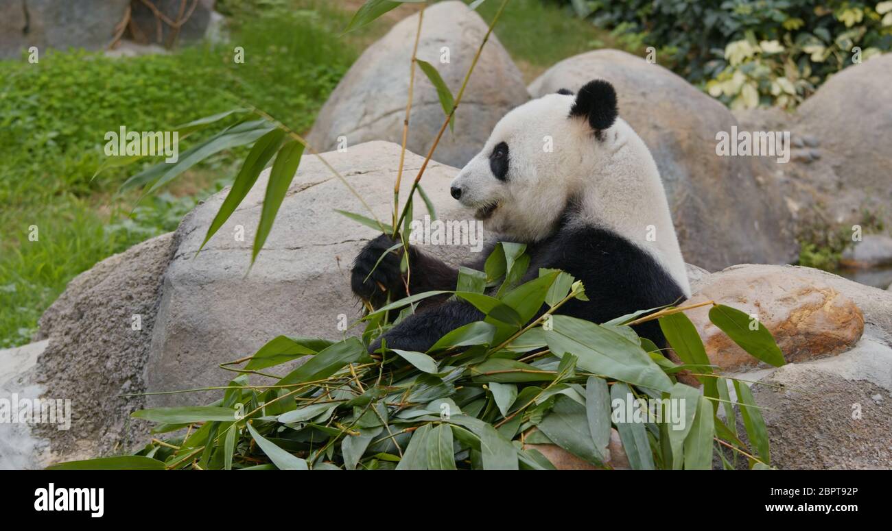Panda manger du bambou Banque D'Images