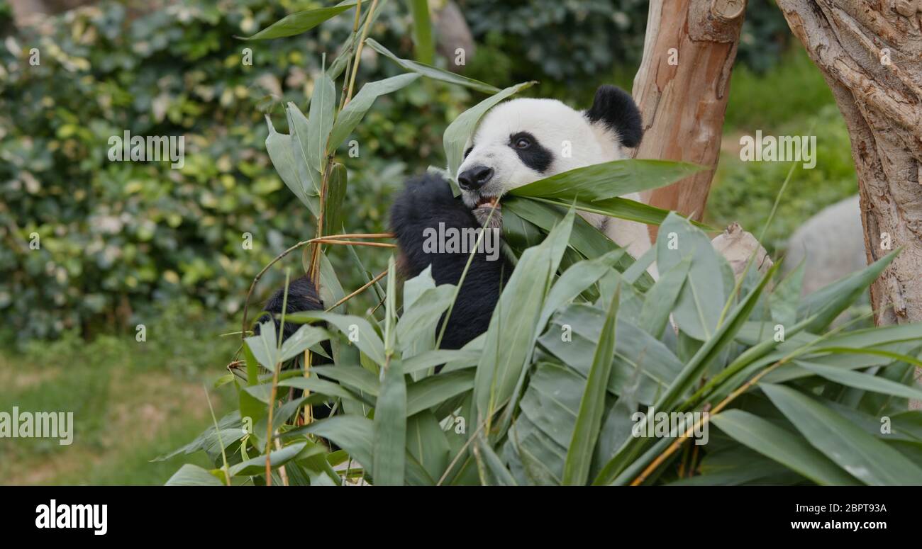 Panda mangez du bambou vert au parc du zoo Banque D'Images