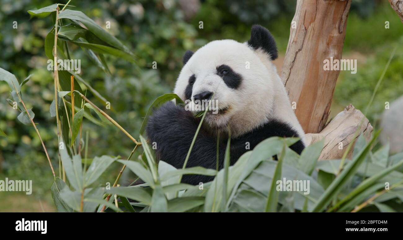 Panda mangez du bambou vert au parc du zoo Banque D'Images