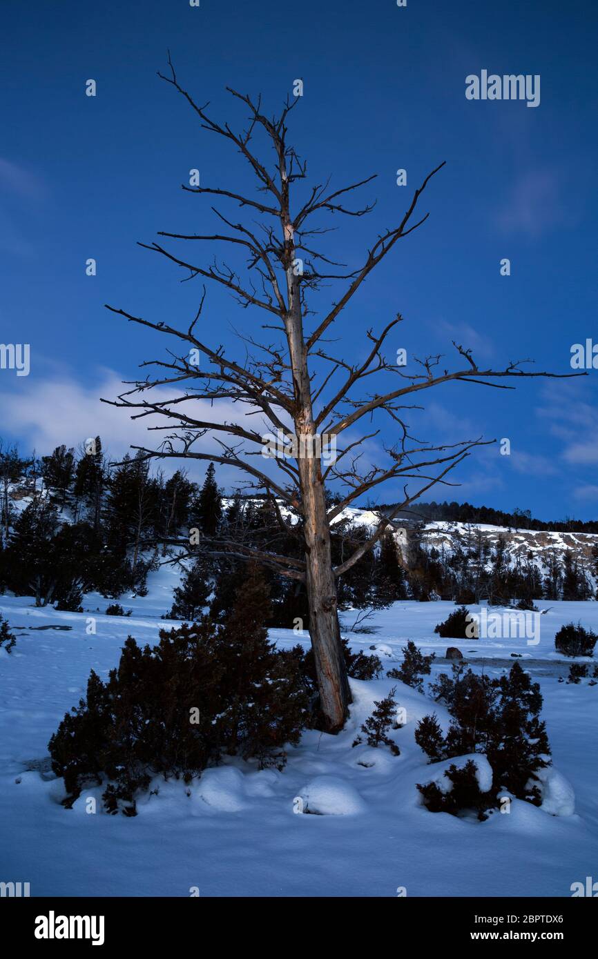 WY04460-00....WYOMING - squelette d'un arbre à l'aube sur la terrasse principale de Mammoth Hot Springs dans le parc national de Yellowstone. Banque D'Images