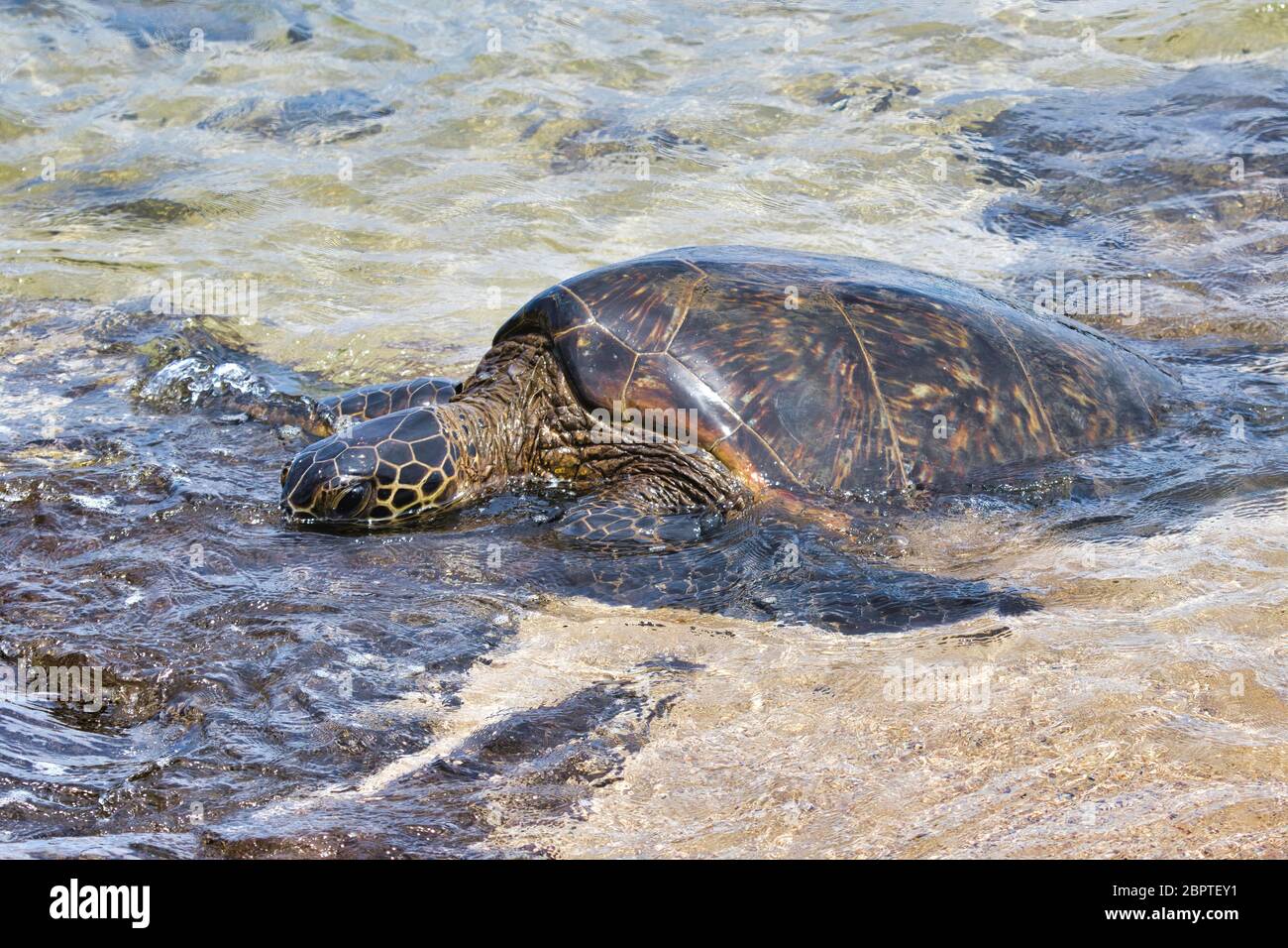 Tortue de mer verte solitaire reposant sur une plage de Maui. Banque D'Images