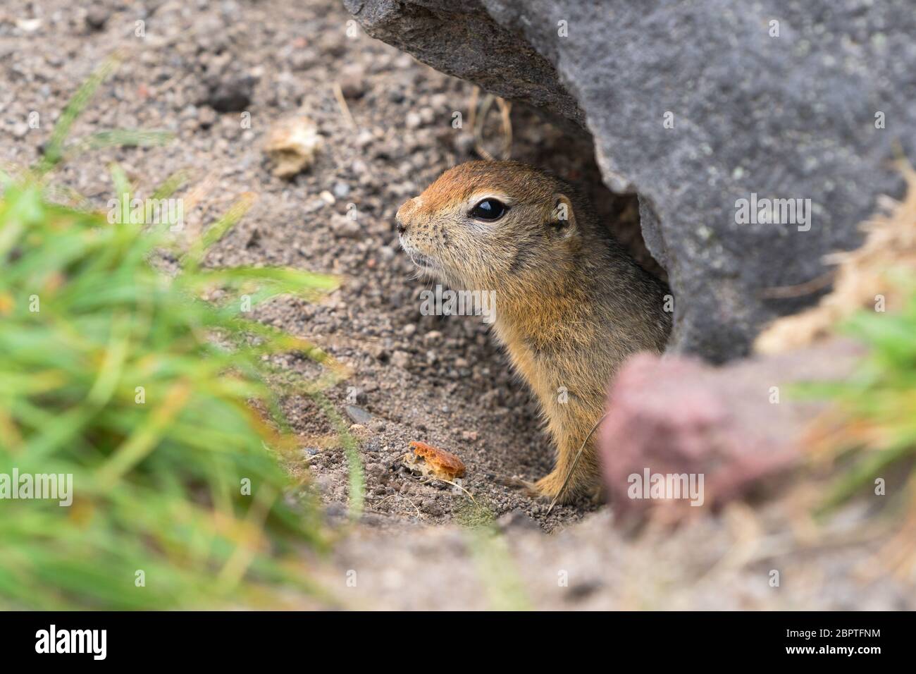 Curieux mais prudent animal sauvage l'écureuil arctique sort de trou sous la pierre, regardant autour de sorte à ne pas tomber dans les mâchoires de bêtes prédateurs Banque D'Images