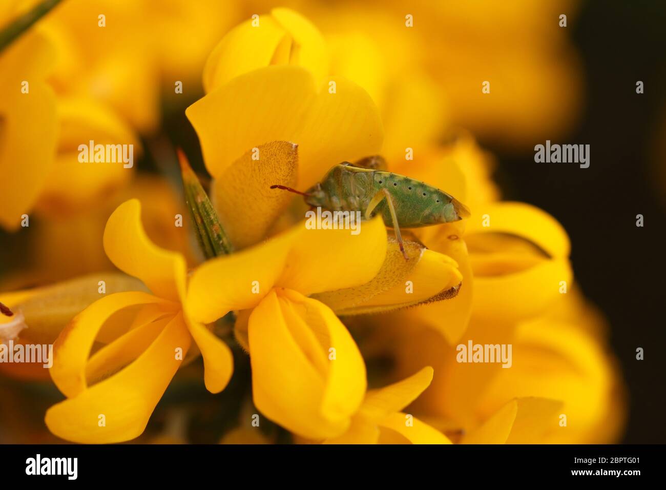 Un insecte de protection de la Gorse (Piezodorus lituratus) est montré sur sa plante hôte de la Gorse commune (Ulex europaeus). Banque D'Images