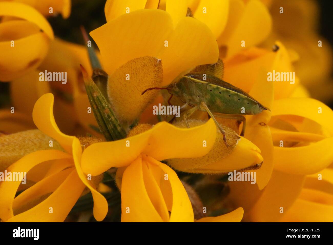 Un insecte de protection de la Gorse (Piezodorus lituratus) est montré sur sa plante hôte de la Gorse commune (Ulex europaeus). Banque D'Images