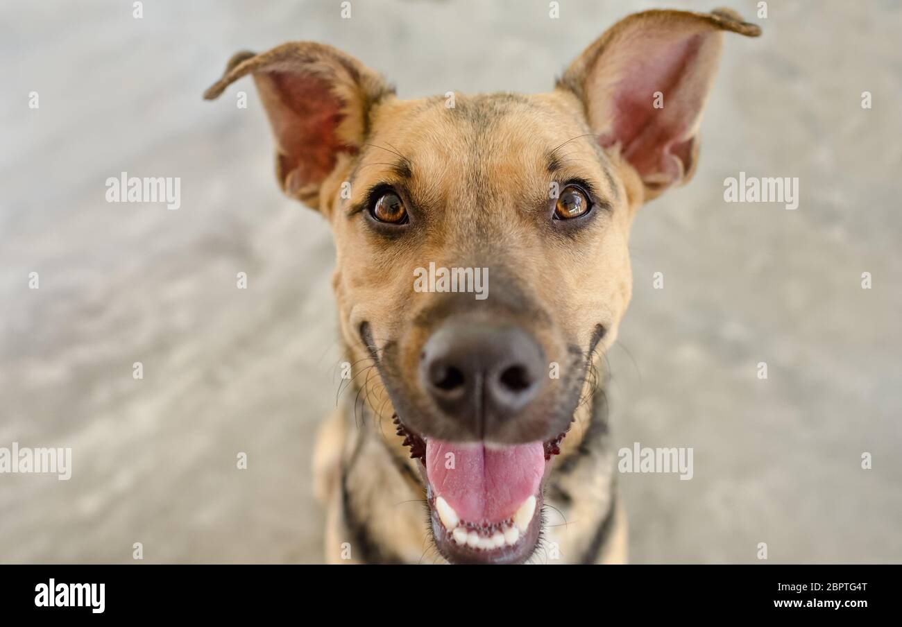 Un chien allemand Sheppard heureux et excités regarde vers le haut avec la bouche ouverte et les yeux grands Banque D'Images