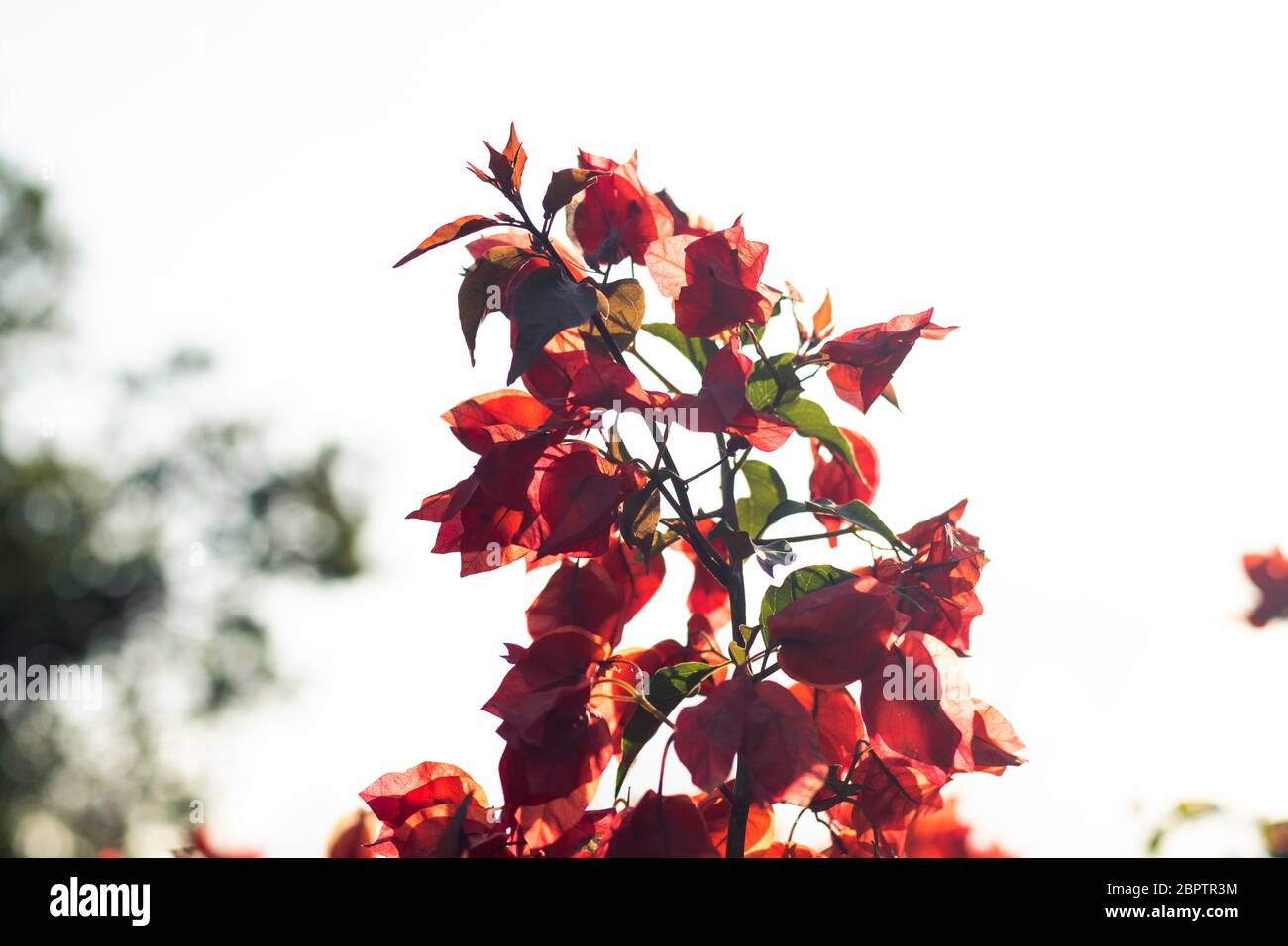 Fleurs rouges au coucher du soleil avec arrière-plan flou Banque D'Images