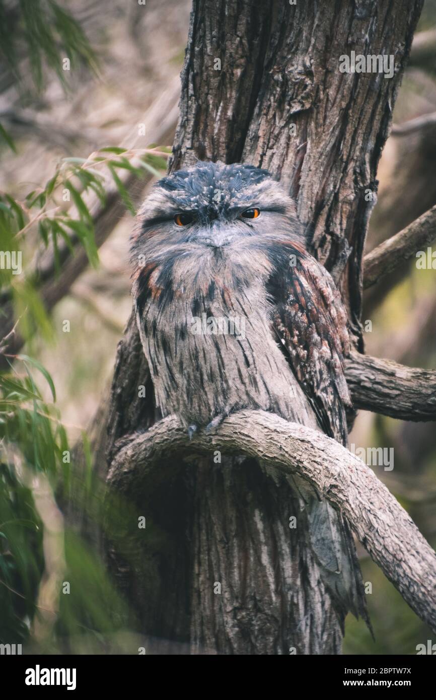 Le chouette à col de grenouille Tawny se ferme pendant qu'il se repose dans une branche Banque D'Images