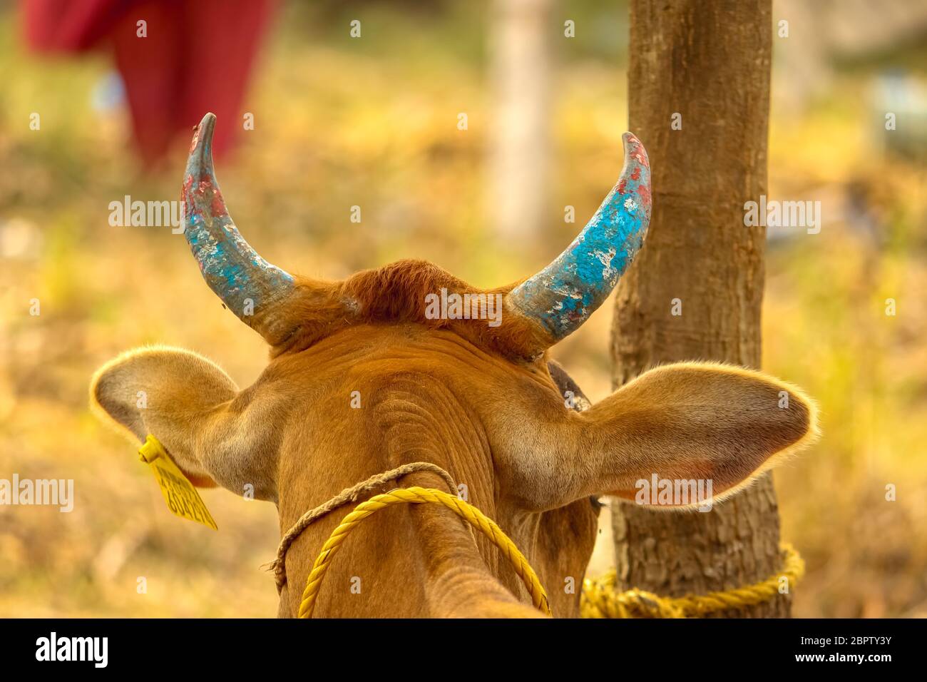 Vache rouge assise avec des cornes peintes en bleu sur une photo de ...