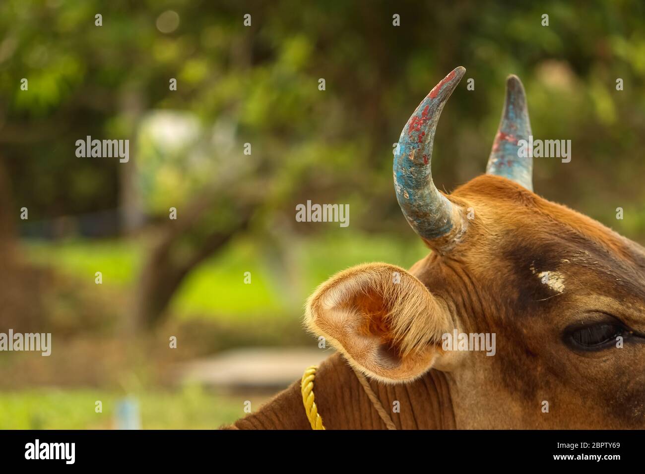Vache rouge assise avec des avertisseurs peints en bleu. Cornes de vache indienne. Cornes de vache de couleur Banque D'Images