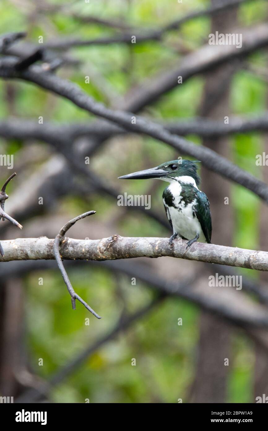 Femelle Amazone Kingfisher (Chloroceryle amazona) dans l'Amazonie péruvienne Banque D'Images