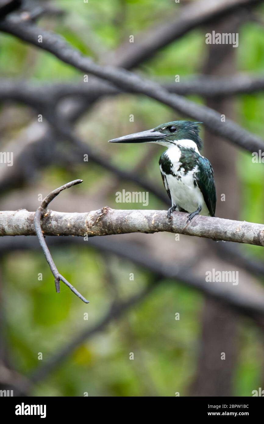Femelle Amazone Kingfisher (Chloroceryle amazona) dans l'Amazonie péruvienne Banque D'Images