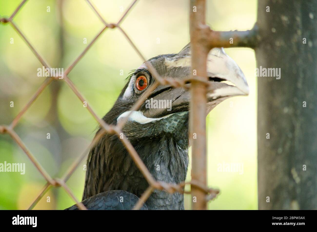 hornbill est la cage de sorte qu'il ne se contente pas, serait à freedome Banque D'Images