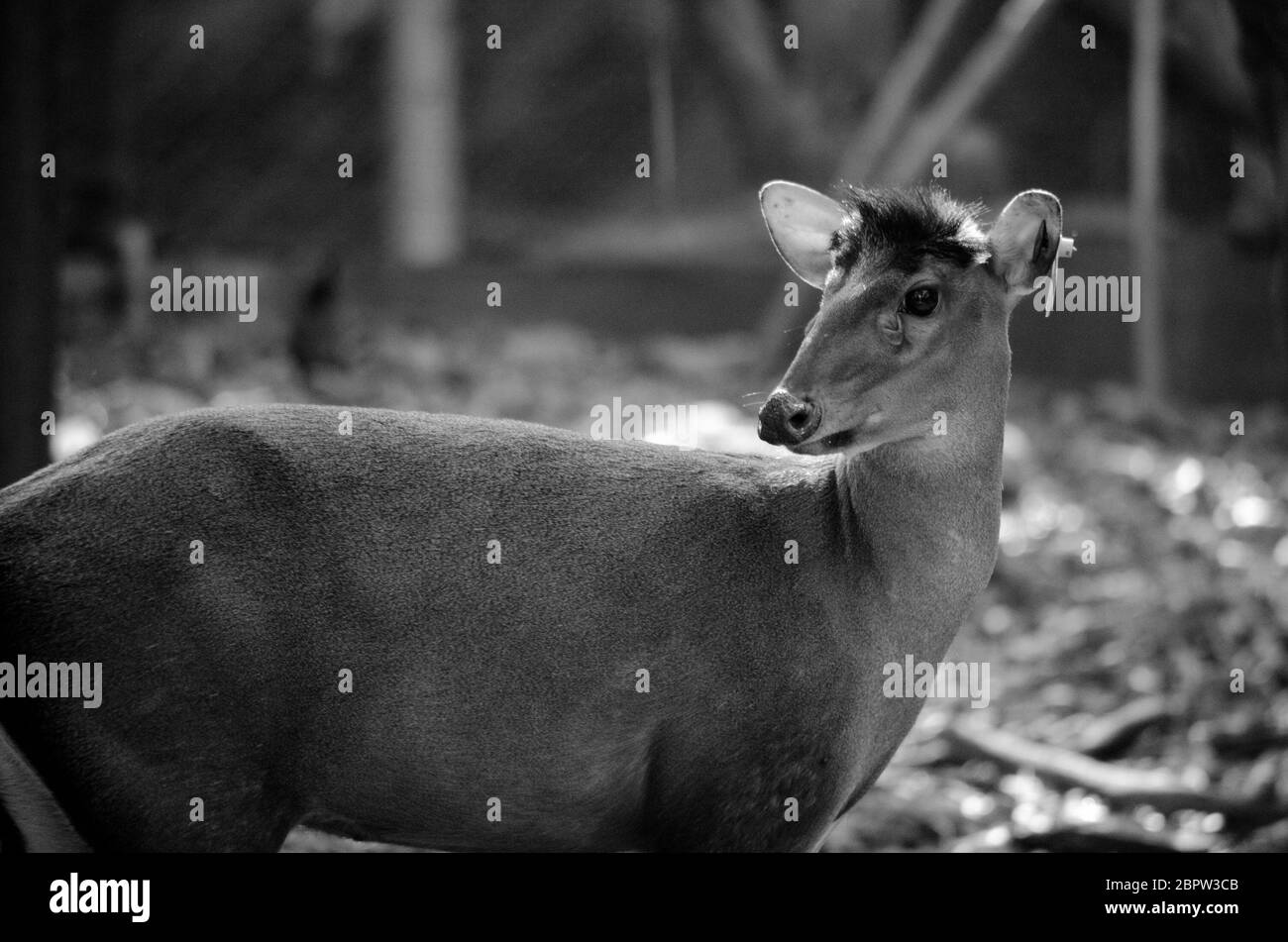 Le muntjac ou Tenasserim muntjac (Muntiacus feae) est une espèce rare de muntjac originaire de Chine, du Laos, du Myanmar, de Thaïlande et du Vietnam. Liste rouge o Banque D'Images