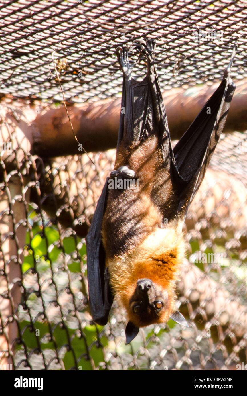 Renards volants noirs suspendus dans une cage Banque D'Images