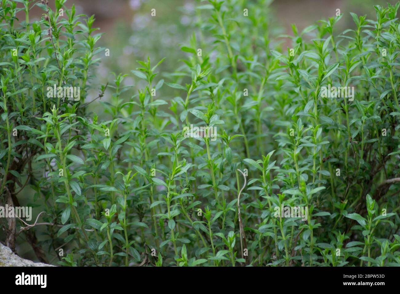 Herbes de montagne salées ou Satureja montana dans le jardin, feuilles vertes, cadre plein, plante comestible à base de plantes pour l'assaisonnement Banque D'Images
