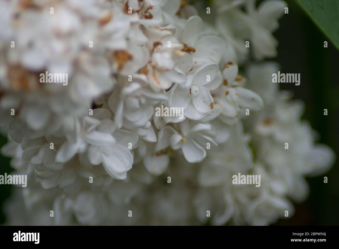 Gros plan de fleur de lilas blanc en fleur, fleurs au printemps, nature macro en plein air, saisonnier, fond vert, Syringa vulgaris Banque D'Images