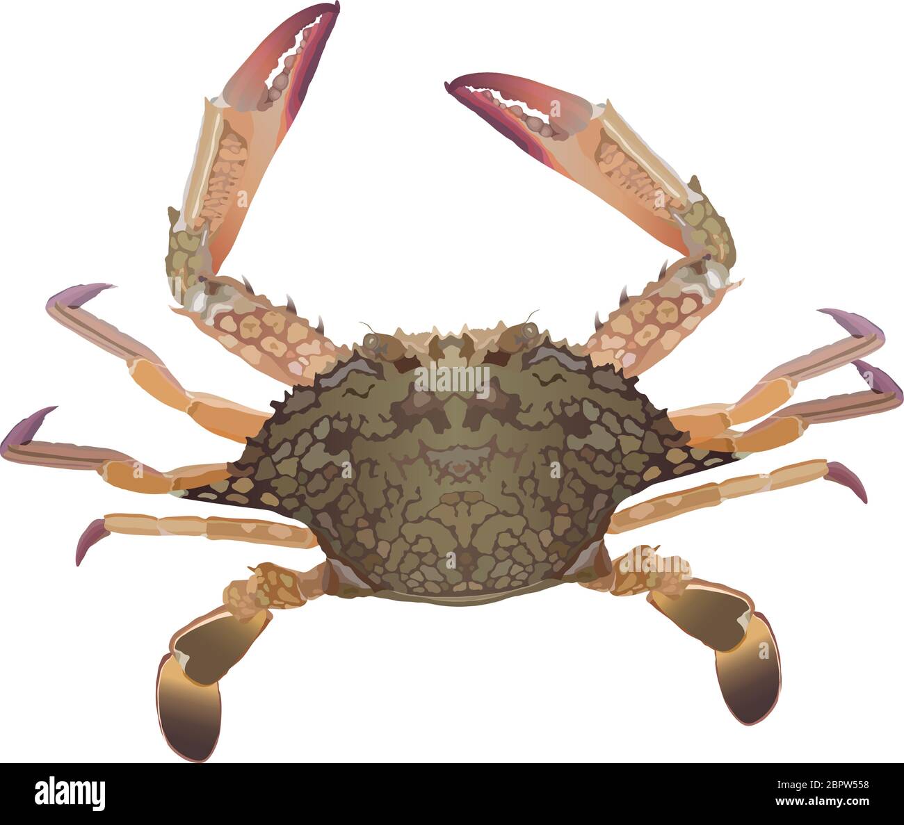 Crabe frais sur fond blanc vecteur détaillé Illustration de Vecteur