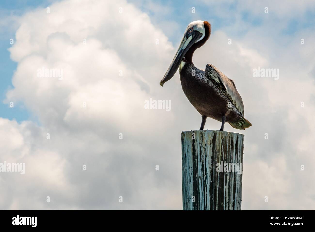 Pélican brun de Floride (Pelecanus occidentalis) perché sur une marina en piquant à Ponce Inlet, en Floride, entre Daytona Beach et New Smyrna Beach. (ÉTATS-UNIS) Banque D'Images