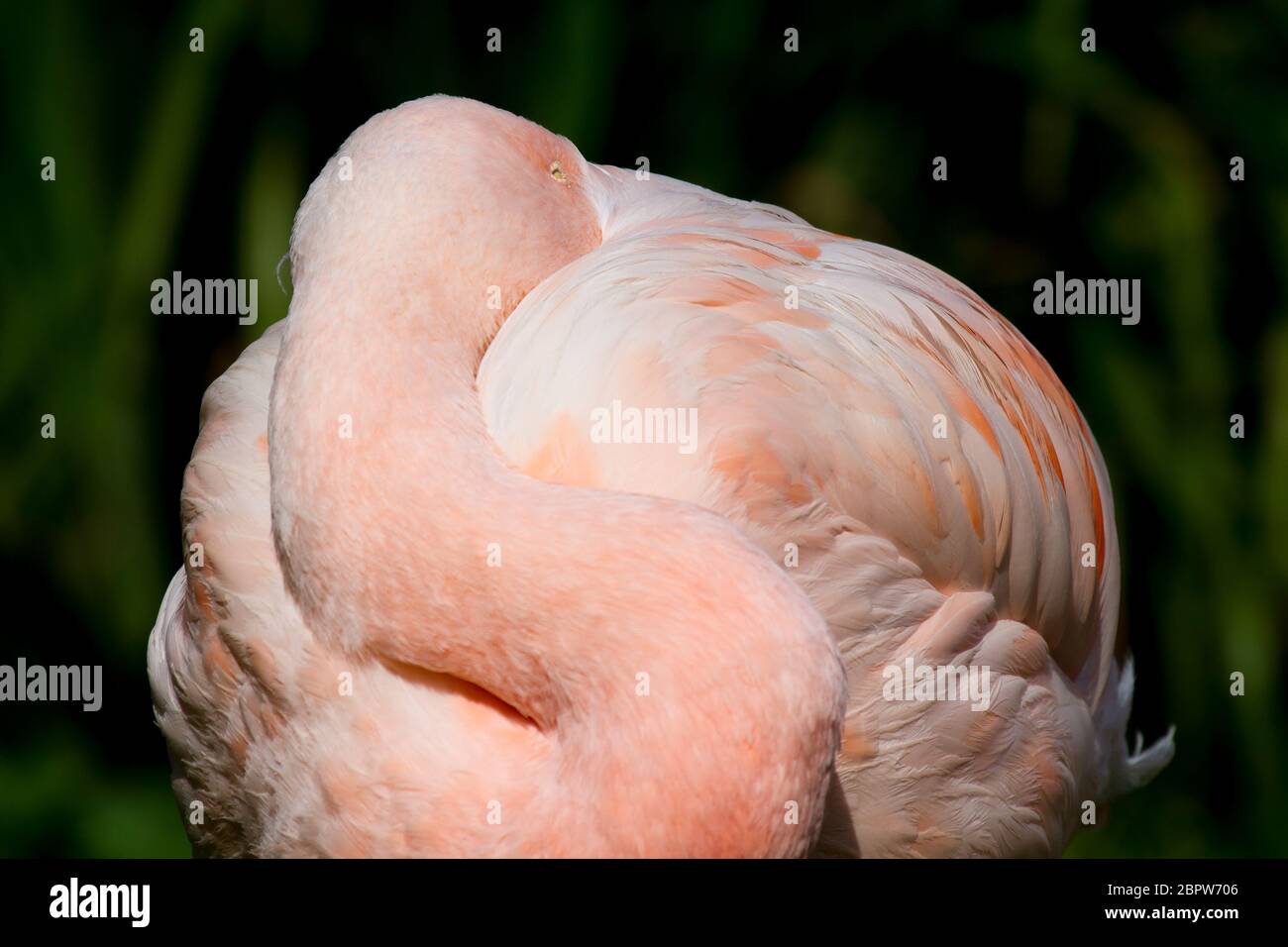 Flamant plutôt endormi Banque D'Images