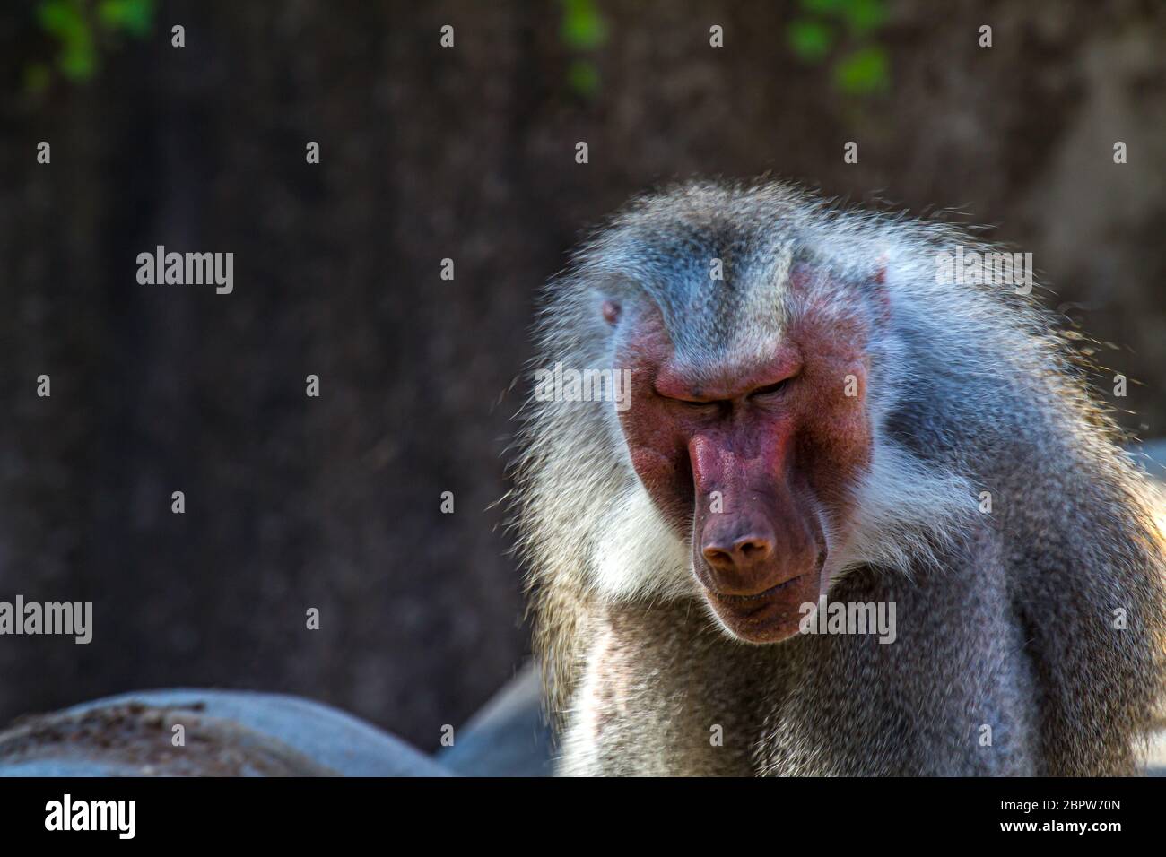portrait d'un babouin masculin avec une expression en colère Banque D'Images