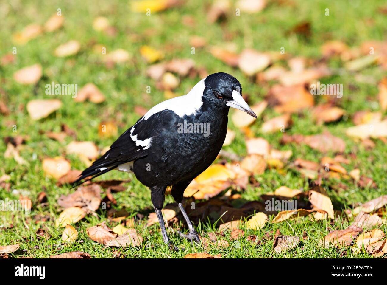 Oiseaux / Magpie australienne à Ballarat Victoria Australie.le Magpie australienne se trouve dans la plupart des régions de l'Australie.les oiseaux ont un unique verrue Banque D'Images