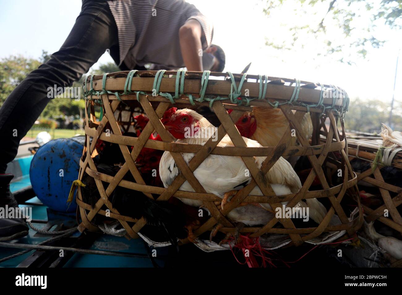 Bandung, Java-Ouest, Indonésie. 20 mai 2020. L'équipe de Food Checker examine l'état de santé des poulets à Bandung, West Java, Indonésie, le 20 mai 2020. Cela permet de s'assurer que la circulation alimentaire entre dans la ville dans un état sain et sécuritaire. Dans le passé, il y a eu des inspections alimentaires sur les marchés traditionnels et les marchés modernes. Crédit: Agvi Firdaus/ZUMA Wire/Alay Live News Banque D'Images
